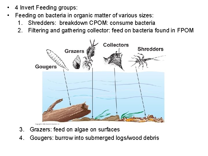  • 4 Invert Feeding groups: • Feeding on bacteria in organic matter of
