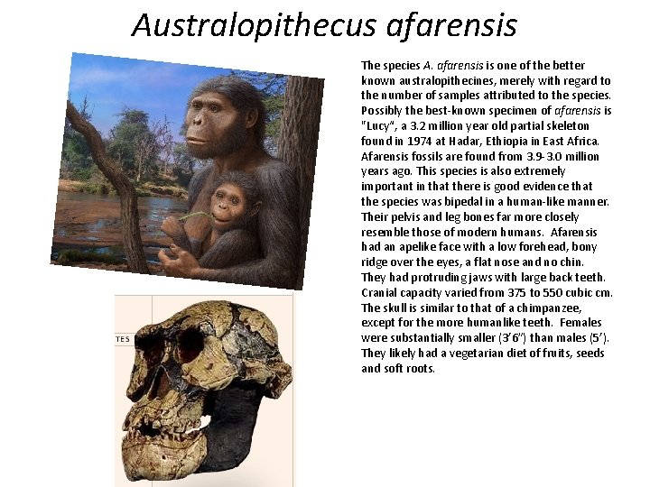 Australopithecus afarensis The species A. afarensis is one of the better known australopithecines, merely