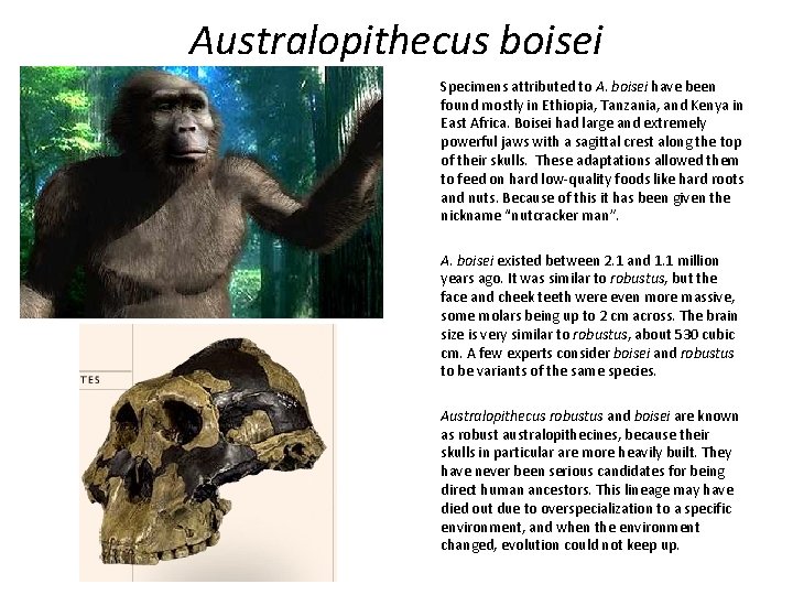 Australopithecus boisei Specimens attributed to A. boisei have been found mostly in Ethiopia, Tanzania,