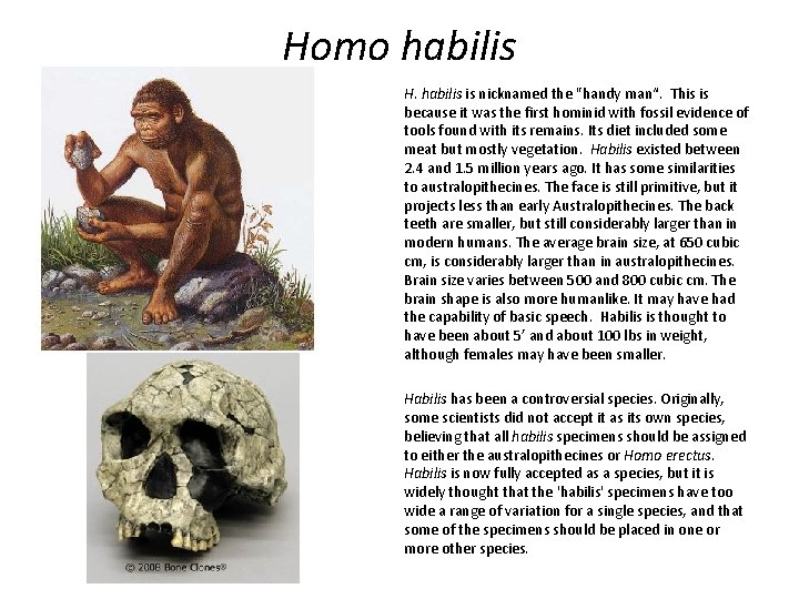 Homo habilis H. habilis is nicknamed the "handy man“. This is because it was