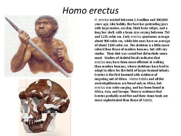 Homo erectus H. erectus existed between 1. 8 million and 300, 000 years ago.