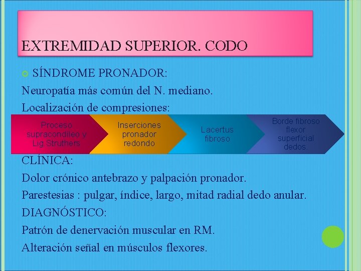 EXTREMIDAD SUPERIOR. CODO SÍNDROME PRONADOR: Neuropatía más común del N. mediano. Localización de compresiones: