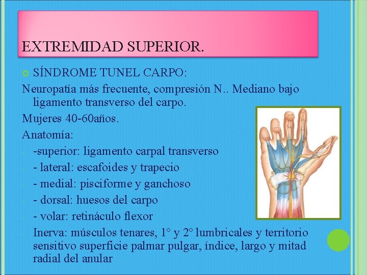 EXTREMIDAD SUPERIOR. SÍNDROME TUNEL CARPO: Neuropatía más frecuente, compresión N. . Mediano bajo ligamento