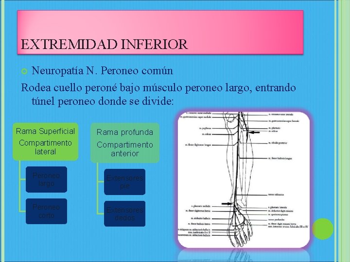 EXTREMIDAD INFERIOR Neuropatía N. Peroneo común Rodea cuello peroné bajo músculo peroneo largo, entrando