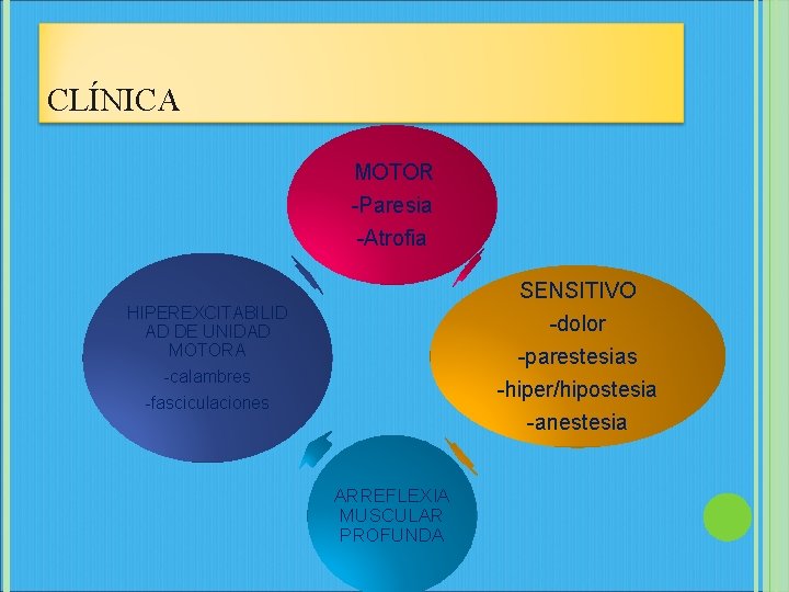 CLÍNICA MOTOR -Paresia -Atrofia SENSITIVO -dolor -parestesias -hiper/hipostesia -anestesia HIPEREXCITABILID AD DE UNIDAD MOTORA