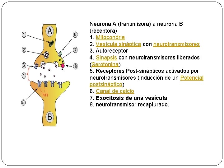 Neurona A (transmisora) a neurona B (receptora) 1. Mitocondria 2. Vesícula sináptica con neurotransmisores