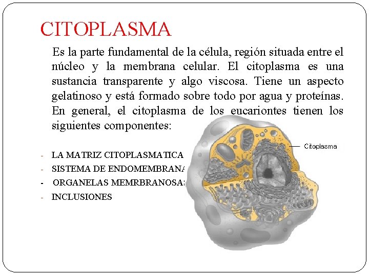 CITOPLASMA Es la parte fundamental de la célula, región situada entre el núcleo y