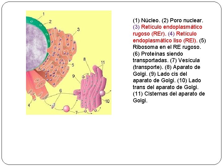 (1) Núcleo. (2) Poro nuclear. (3) Retículo endoplasmático rugoso (REr). (4) Retículo endoplasmático liso