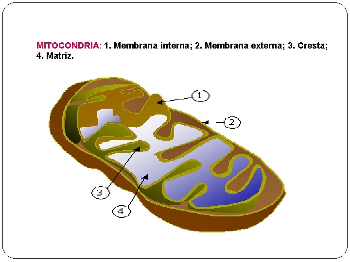 MITOCONDRIA: 1. Membrana interna; 2. Membrana externa; 3. Cresta; 4. Matriz. 