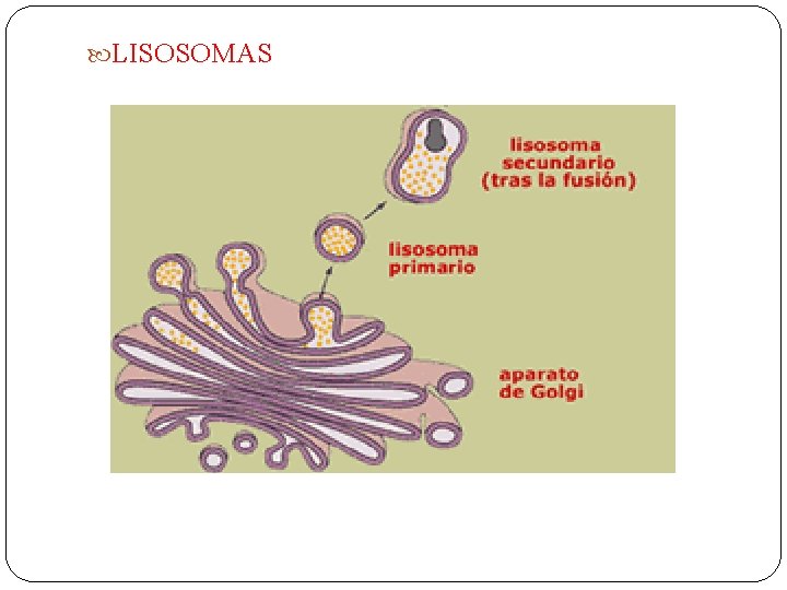  LISOSOMAS 