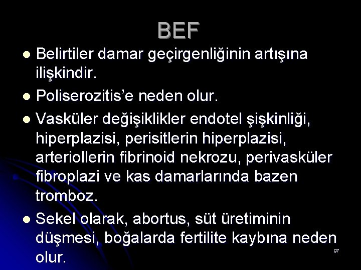 BEF Belirtiler damar geçirgenliğinin artışına ilişkindir. l Poliserozitis’e neden olur. l Vasküler değişiklikler endotel