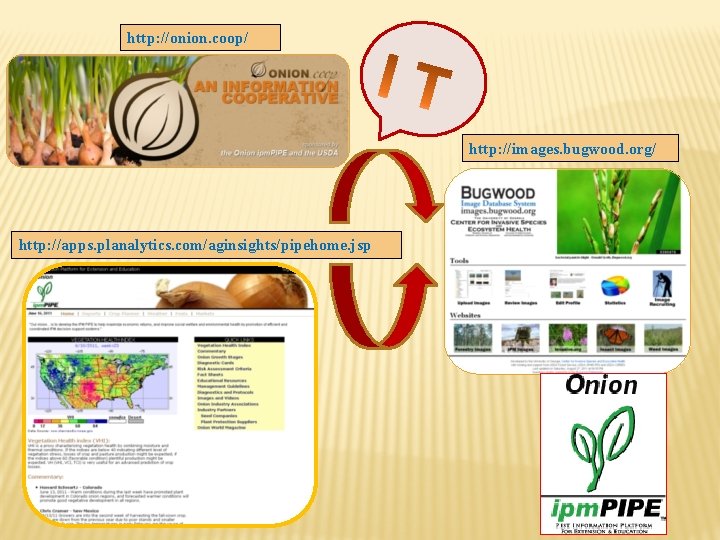 http: //onion. coop/ http: //images. bugwood. org/ http: //apps. planalytics. com/aginsights/pipehome. jsp 