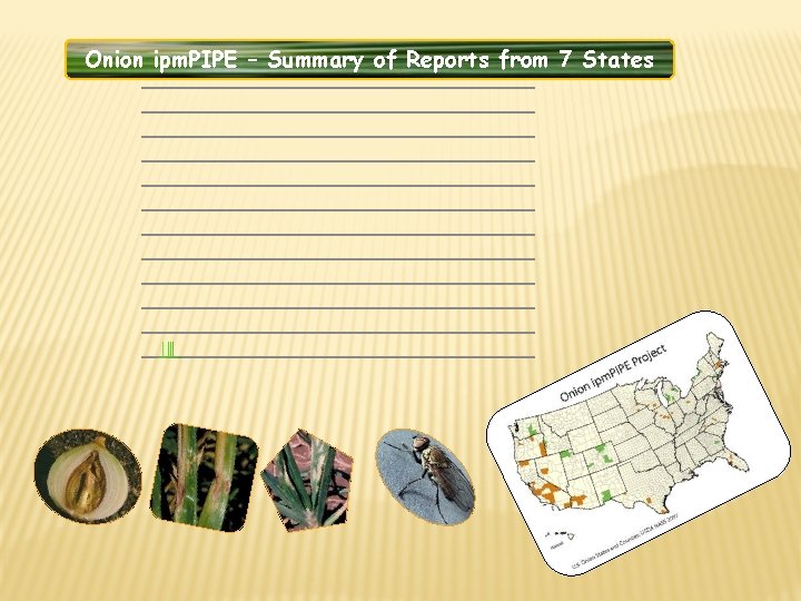 Onion ipm. PIPE – Summary of Reports from 7 States Onion ipm. PIPE – Summary of Reports from 7 States