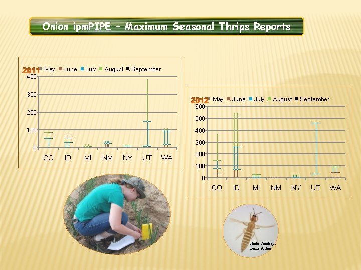 Onion ipm. PIPE – Maximum Seasonal Thrips Reports May June July August September 400