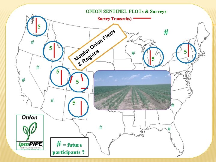 ONION SENTINEL PLOTs & Surveys Survey Transect(s) 5 # i F n io n ONION SENTINEL PLOTs & Surveys Survey Transect(s) 5 # i F n io n
