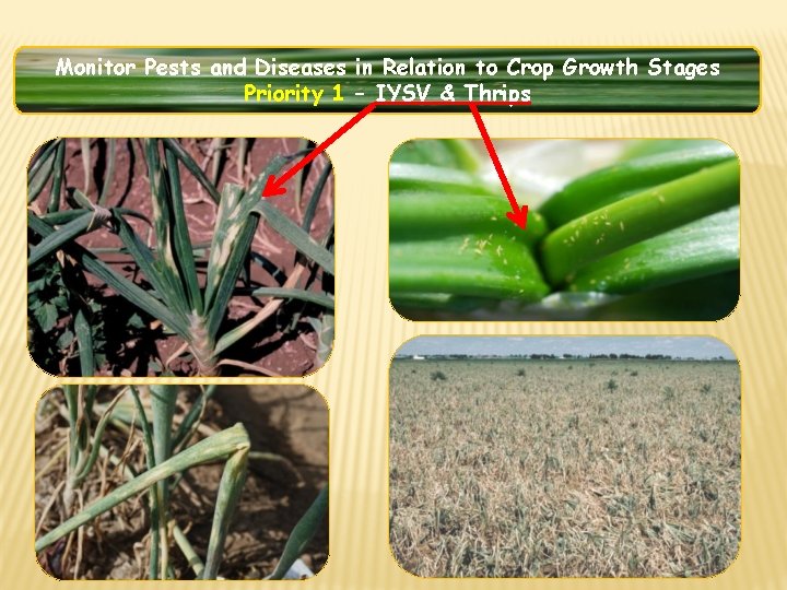 Monitor Pests and Diseases in Relation to Crop Growth Stages Priority 1 – IYSV