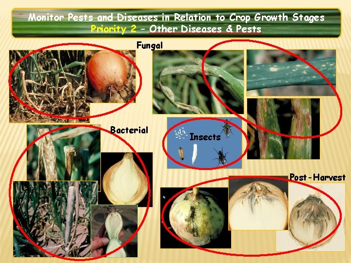 Monitor Pests and Diseases in Relation to Crop Growth Stages Priority 2 – Other