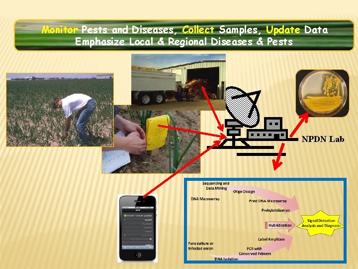 Monitor Pests and Diseases, Collect Samples, Update Data Emphasize Local & Regional Diseases &