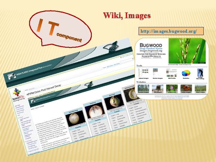 Wiki, Images http: //images. bugwood. org/ 