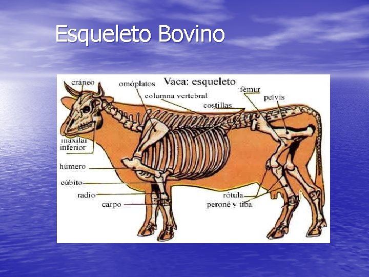Esqueleto Bovino 
