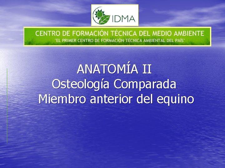 ANATOMÍA II Osteología Comparada Miembro anterior del equino 