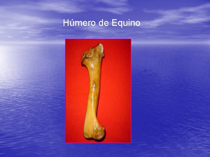 Húmero de Equino 