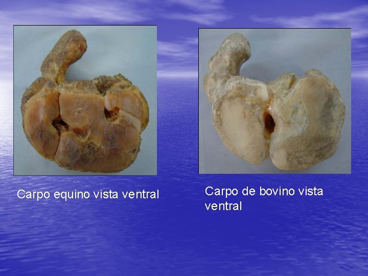Carpo equino vista ventral Carpo de bovino vista ventral 