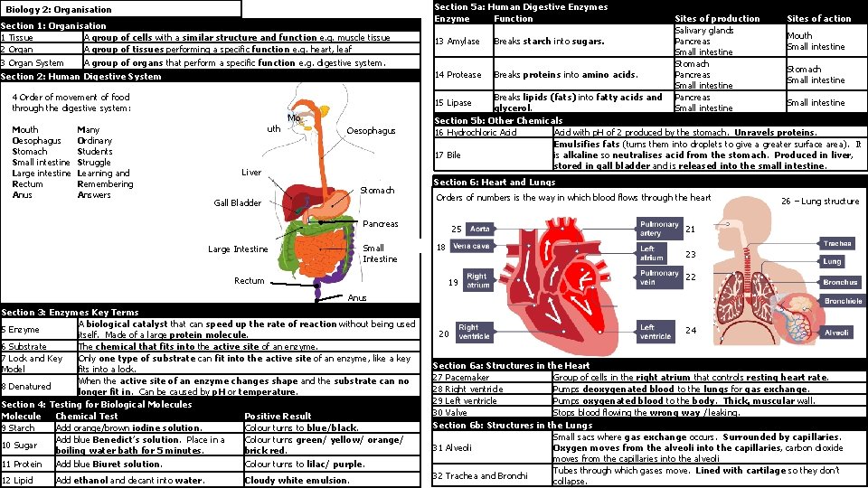 Biology 2: Organisation Section 1: Organisation 1 Tissue A group of cells with a