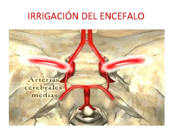 IRRIGACIÓN DEL ENCEFALO IRRIGACIÓN DEL ENCEFALO