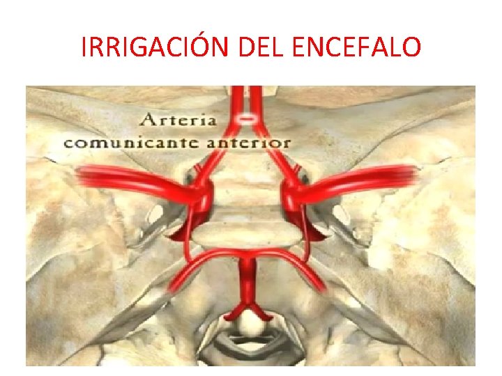 IRRIGACIÓN DEL ENCEFALO IRRIGACIÓN DEL ENCEFALO