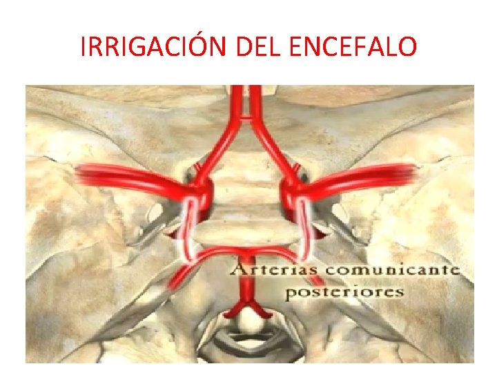 IRRIGACIÓN DEL ENCEFALO IRRIGACIÓN DEL ENCEFALO