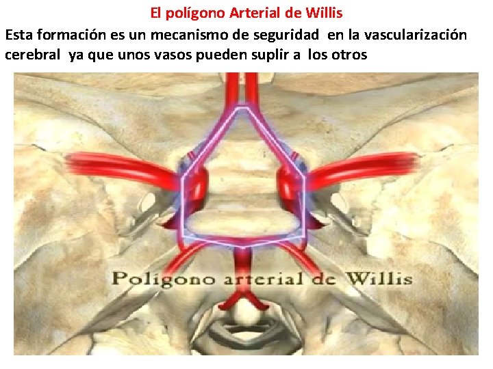 El polígono Arterial de Willis Esta formación es un mecanismo de seguridad en la El polígono Arterial de Willis Esta formación es un mecanismo de seguridad en la