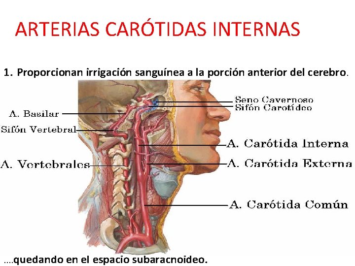 ARTERIAS CARÓTIDAS INTERNAS 1. Proporcionan irrigación sanguínea a la porción anterior del cerebro. . ARTERIAS CARÓTIDAS INTERNAS 1. Proporcionan irrigación sanguínea a la porción anterior del cerebro. .