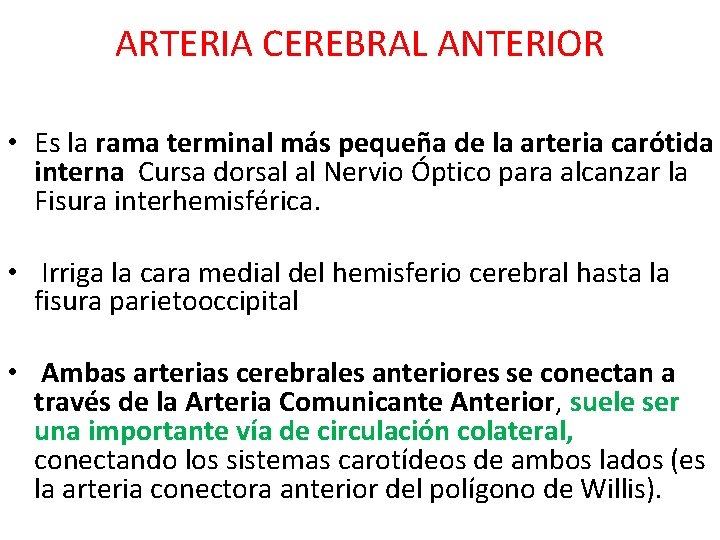 ARTERIA CEREBRAL ANTERIOR • Es la rama terminal más pequeña de la arteria carótida ARTERIA CEREBRAL ANTERIOR • Es la rama terminal más pequeña de la arteria carótida