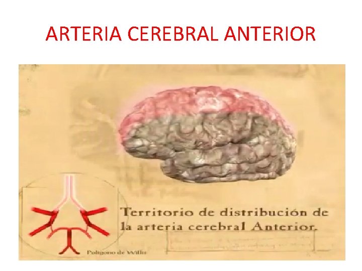 ARTERIA CEREBRAL ANTERIOR ARTERIA CEREBRAL ANTERIOR
