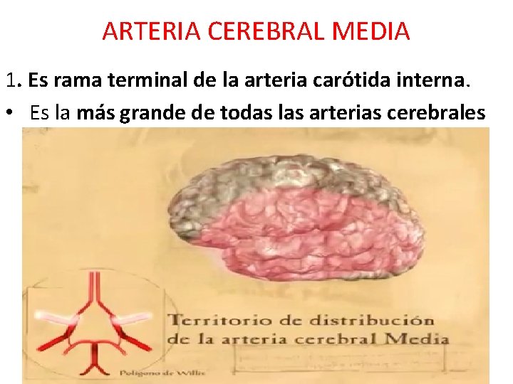 ARTERIA CEREBRAL MEDIA 1. Es rama terminal de la arteria carótida interna. • Es ARTERIA CEREBRAL MEDIA 1. Es rama terminal de la arteria carótida interna. • Es