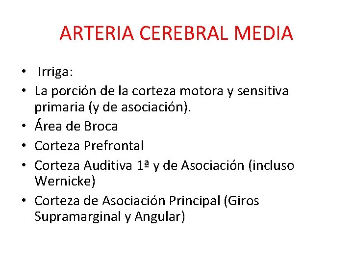 ARTERIA CEREBRAL MEDIA • Irriga: • La porción de la corteza motora y sensitiva ARTERIA CEREBRAL MEDIA • Irriga: • La porción de la corteza motora y sensitiva