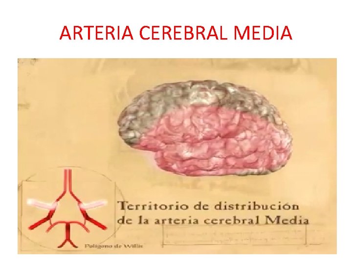 ARTERIA CEREBRAL MEDIA ARTERIA CEREBRAL MEDIA
