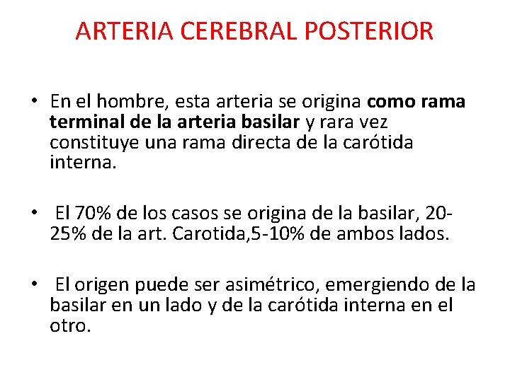 ARTERIA CEREBRAL POSTERIOR • En el hombre, esta arteria se origina como rama terminal ARTERIA CEREBRAL POSTERIOR • En el hombre, esta arteria se origina como rama terminal