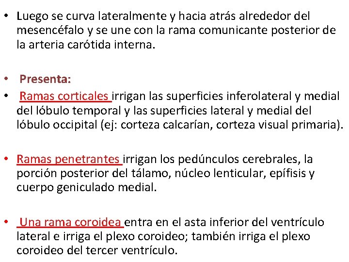 • Luego se curva lateralmente y hacia atrás alrededor del mesencéfalo y se • Luego se curva lateralmente y hacia atrás alrededor del mesencéfalo y se