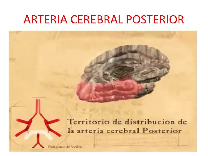 ARTERIA CEREBRAL POSTERIOR ARTERIA CEREBRAL POSTERIOR