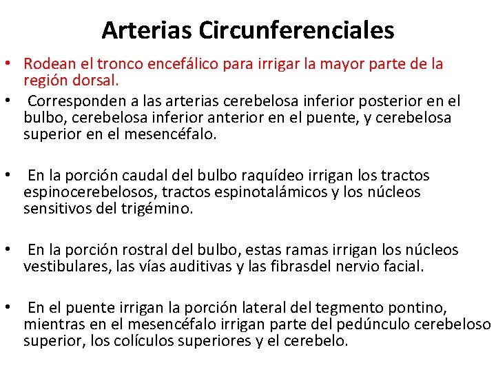 Arterias Circunferenciales • Rodean el tronco encefálico para irrigar la mayor parte de la Arterias Circunferenciales • Rodean el tronco encefálico para irrigar la mayor parte de la