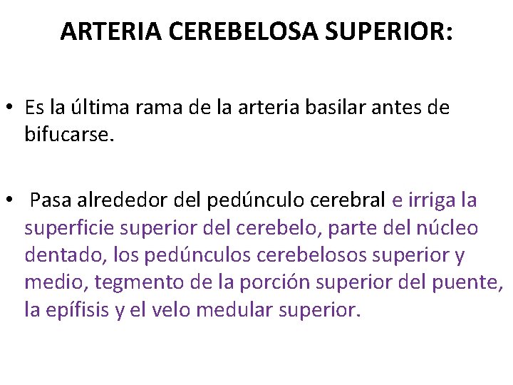 ARTERIA CEREBELOSA SUPERIOR: • Es la última rama de la arteria basilar antes de ARTERIA CEREBELOSA SUPERIOR: • Es la última rama de la arteria basilar antes de