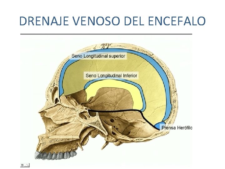 DRENAJE VENOSO DEL ENCEFALO DRENAJE VENOSO DEL ENCEFALO
