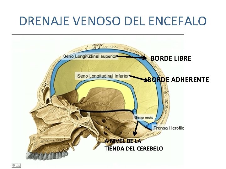 DRENAJE VENOSO DEL ENCEFALO BORDE LIBRE BORDE ADHERENTE A NIVEL DE LA TIENDA DEL DRENAJE VENOSO DEL ENCEFALO BORDE LIBRE BORDE ADHERENTE A NIVEL DE LA TIENDA DEL