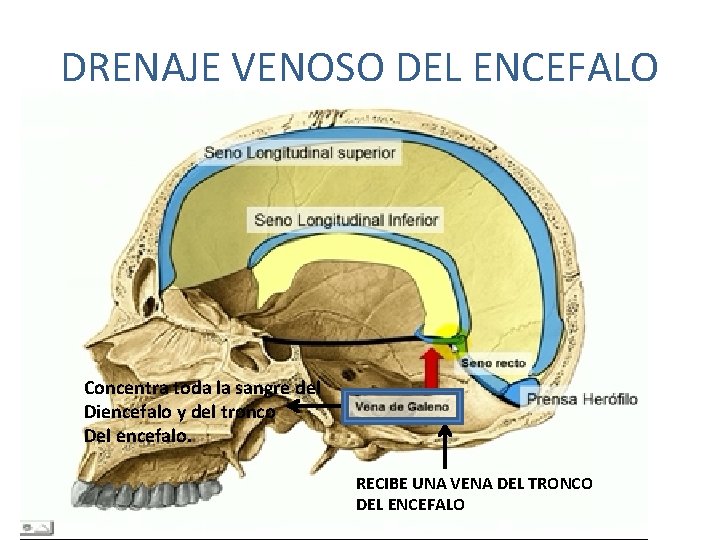 DRENAJE VENOSO DEL ENCEFALO Concentra toda la sangre del Diencefalo y del tronco Del DRENAJE VENOSO DEL ENCEFALO Concentra toda la sangre del Diencefalo y del tronco Del