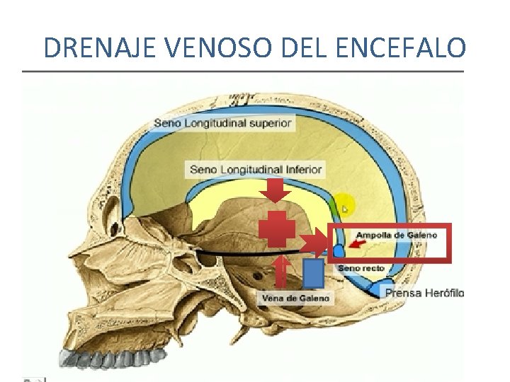 DRENAJE VENOSO DEL ENCEFALO DRENAJE VENOSO DEL ENCEFALO