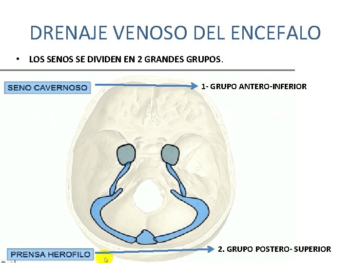 DRENAJE VENOSO DEL ENCEFALO • LOS SENOS SE DIVIDEN EN 2 GRANDES GRUPOS. 1 DRENAJE VENOSO DEL ENCEFALO • LOS SENOS SE DIVIDEN EN 2 GRANDES GRUPOS. 1