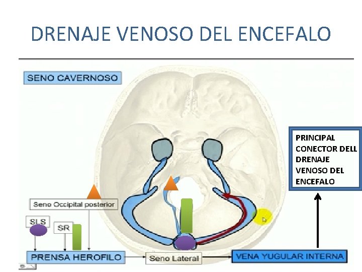 DRENAJE VENOSO DEL ENCEFALO PRINCIPAL CONECTOR DELL DRENAJE VENOSO DEL ENCEFALO DRENAJE VENOSO DEL ENCEFALO PRINCIPAL CONECTOR DELL DRENAJE VENOSO DEL ENCEFALO