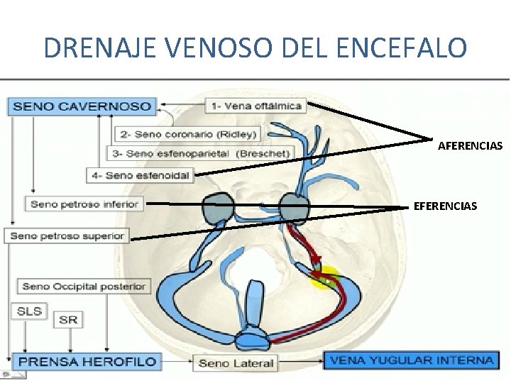 DRENAJE VENOSO DEL ENCEFALO AFERENCIAS EFERENCIAS DRENAJE VENOSO DEL ENCEFALO AFERENCIAS EFERENCIAS